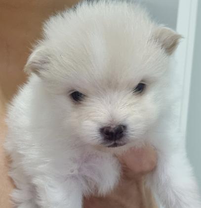 גורי פומרניין מהממים, שובבים ומתוקים