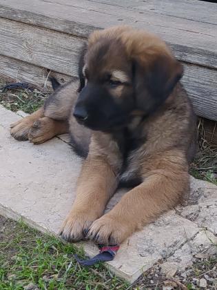 גורים יפהפיים, רועה בלגי מעורב,