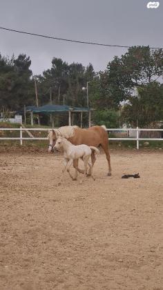 פיצקה שלי למכירהקיארה סייחה קווטר
