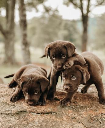 גורים לברדור צבע שוקולד גזעיים