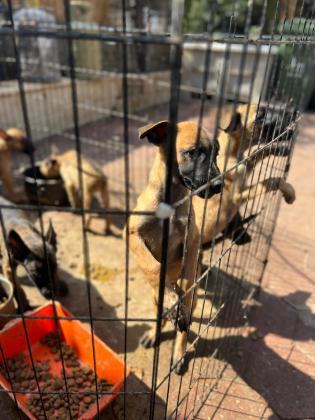 גורי מילנואה למכירה בני חודשיים וחצי