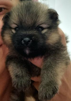 גורי פומרניין מהממים, שובבים ומתוקים