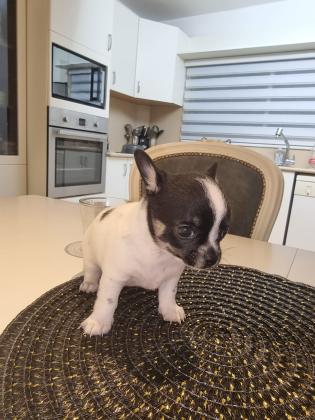 גורי ציוואווה נדירים ביופים ראש