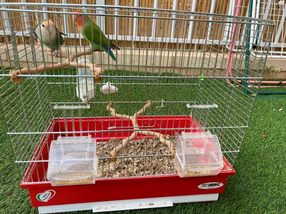 למכירה ציפורי אהבה זכר ונקבה