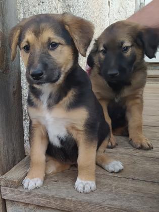 גורים יפהפיים, רועה בלגי מעורב,