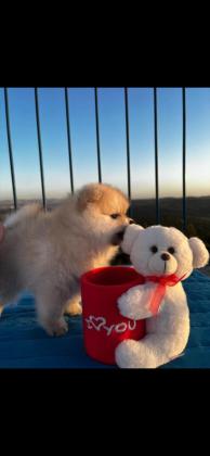 גורי פומרניין ברמה גבוה, דובונים