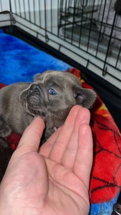 גורי בולדוג צרפתי יפיפיים בני