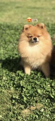 גורי פומרניין ברמה גבוה, דובונים