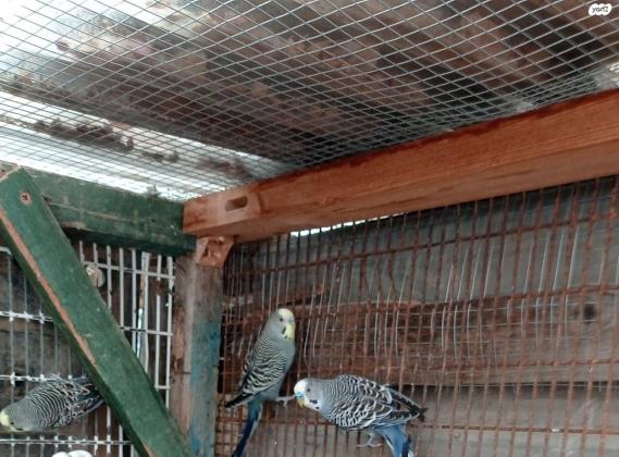 3 תוכונים אוסטרלים, זכרים, בוגרים למכירה