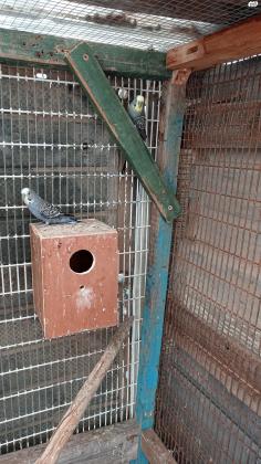 3 תוכונים אוסטרלים, זכרים, בוגרים למכירה