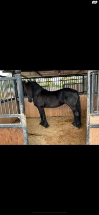 למכירה סוסת פריזן טהורה עם