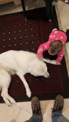 למסירה גורים