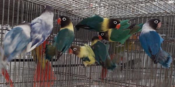 ציפורי אהבה מבית גידול מסודרפני