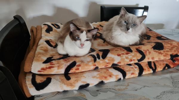 למכירה חתולי רגדול גזעים ללא תעודות