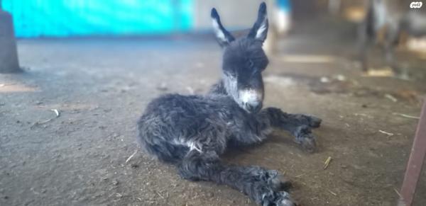 בס"דלמכירה חמור מיניאטורי מחווה הראשונה