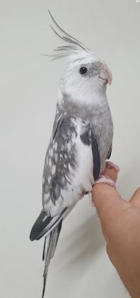 קוקטייל זכר וויט פייס האכלת