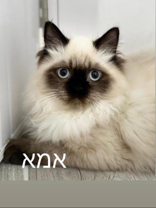 גור רגדול זכר בן חודשיים