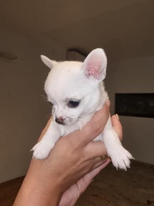 גורי ציוואווה נדירים ביופים ראש