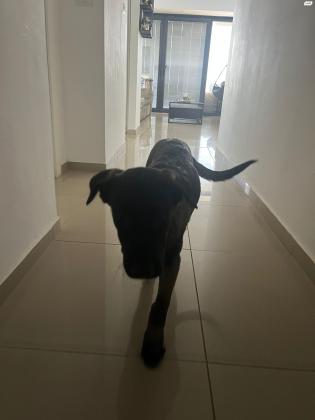 למסירה רועה הולנדי גור בן