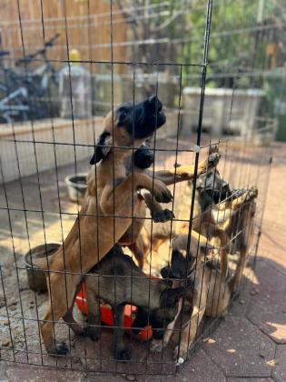 גורי מילנואה למכירה בני חודשיים וחצי