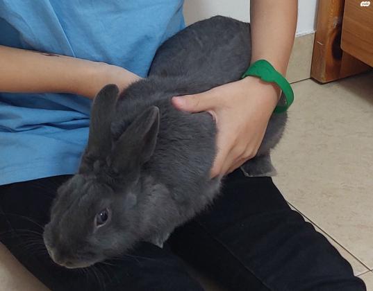 ארנב ננסי הולנדי צבע אפור