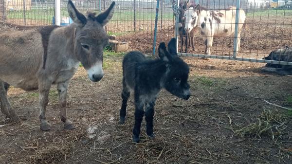בס"דלמכירה חמור מיניאטורי מחווה הראשונה