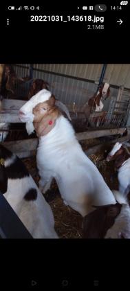 בסד" ,למכירה תיש בורי צעיר