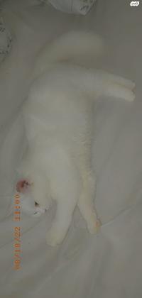 טיטי נקבה מסוג שיראזי יפיפייה