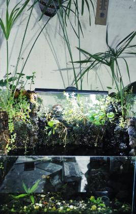 פלודריום מדהים פשוט הגדה עם