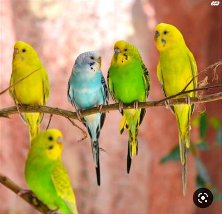 תוכונים מהממים מגידוליש מלא צבעים