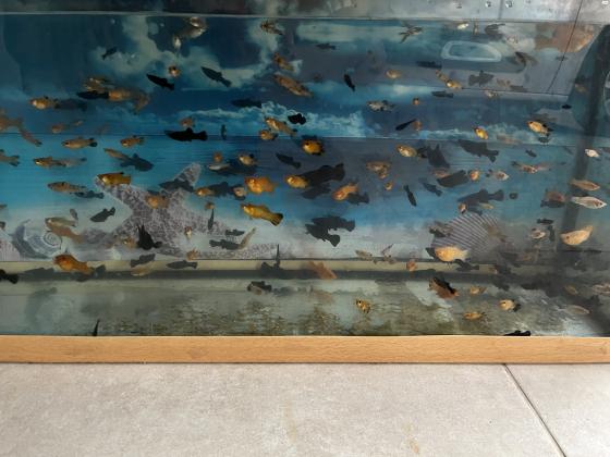 למכירה מולים מגידול ביתי יפים