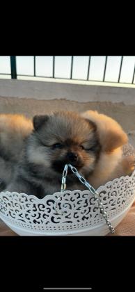 גורי פומרניין ברמה גבוה, דובונים