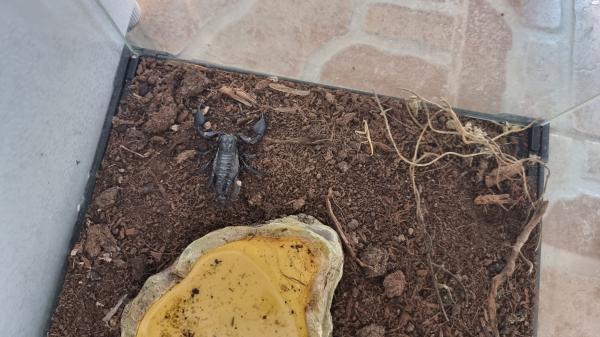 עקרב יערות אסייתי צעירכולל טטריום