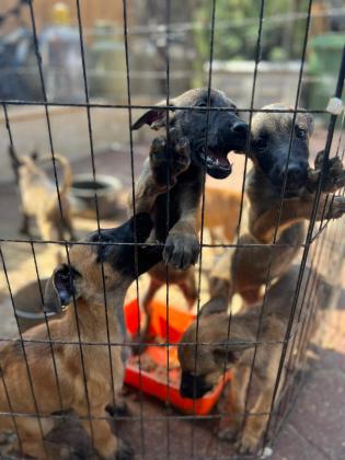 גורי מילנואה למכירה בני חודשיים וחצי