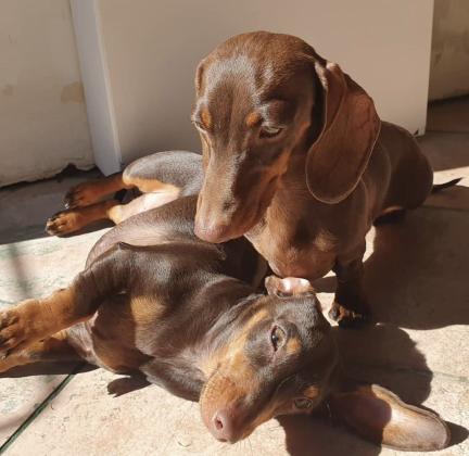 לזיווג זכר תחש גזעי ומושלם