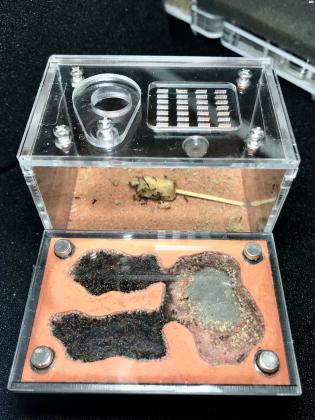 חוות נמלים עם קן שלם של נמלים