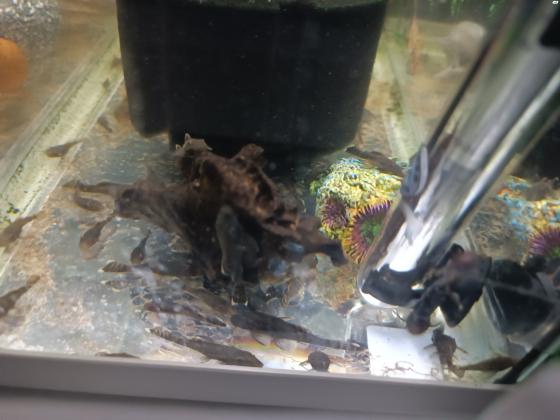 למכירה דגי מנקה מסוג אנציטרוס