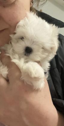 למכירהגורי מלטז קטנים במיוחד לאחר