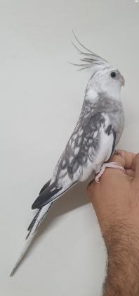 קוקטייל זכר וויט פייס האכלת