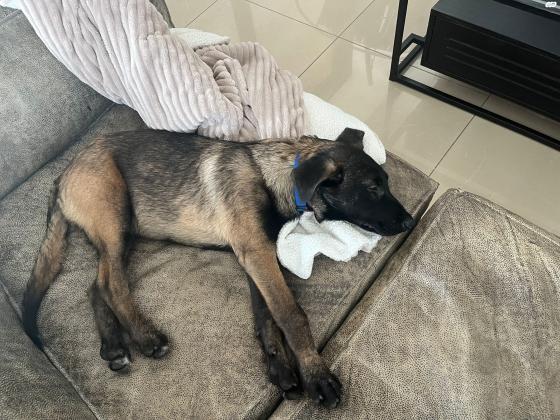 למסירה רועה הולנדי גור בן