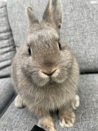 ארנב ננסי חמוד מאוד אפור