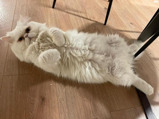 חתול פרסי למסירה עקב קושי