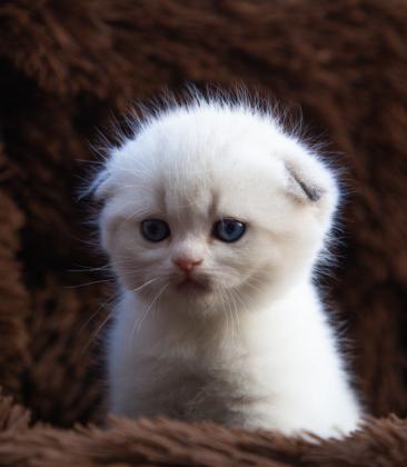 סקוטיש פולד