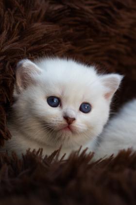 סקוטיש פולד