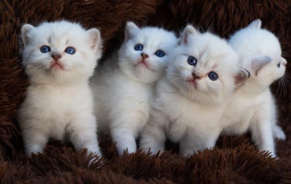 סקוטיש פולד