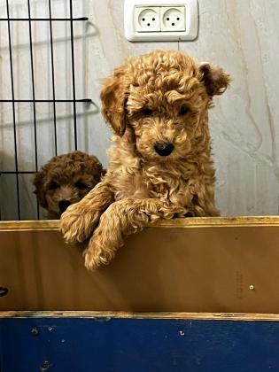 פודל בינוני למכירה