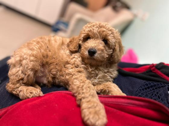 פודל בינוני למכירה