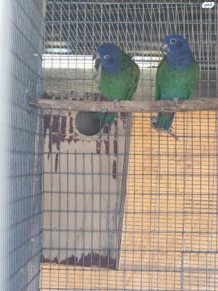 זוג פיונוס ראש כחול מטובעים