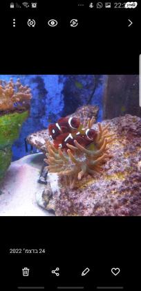 למכירה שושנות באבאל סימביוטיות מטופלות