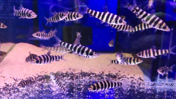 לפורינוס אפיניס!דג להקה מדהים ושקטמתאי...